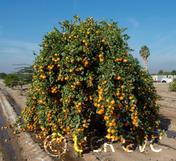 USA Rangpur lime rrut58001.jpg