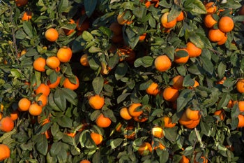 USA Rangpur lime rrut58003.jpg