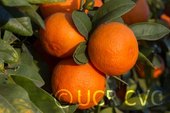 USA Rangpur lime rrut58005.jpg