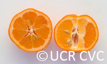 USA Rangpur lime rrut58007.jpg