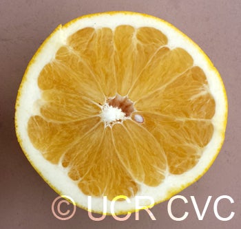 USDA 1-77-19 tangelo  004.jpg