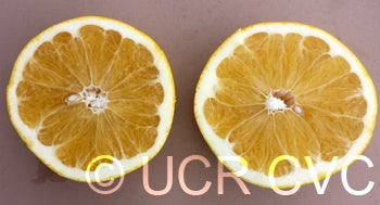 USDA 1-77-19 tangelo 005.jpg