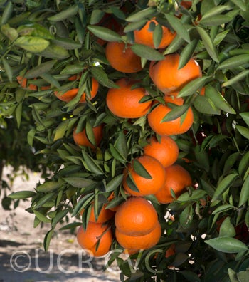 USDA 6-15-150 mandarin crc4165002.jpg