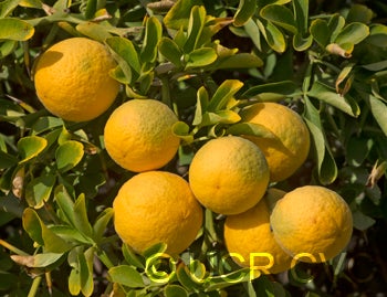 USDA trifoliate crc1498005.jpg