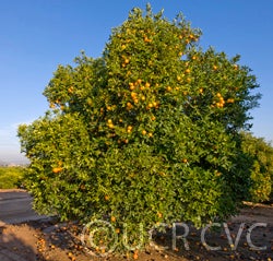 Vaccaro blood orange (CRC 3242) crc3242002.jpg