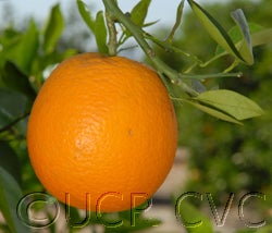Valencia Late orange 001_000.jpg