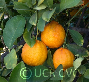 Vangasay rough lemon crc3996008.jpg