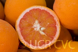 Vaniglia Sanguigno acidless sweet orange friendssmfm.jpg