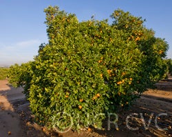 Vaniglia Sanguigno acidless sweet orange crc3801001.jpg