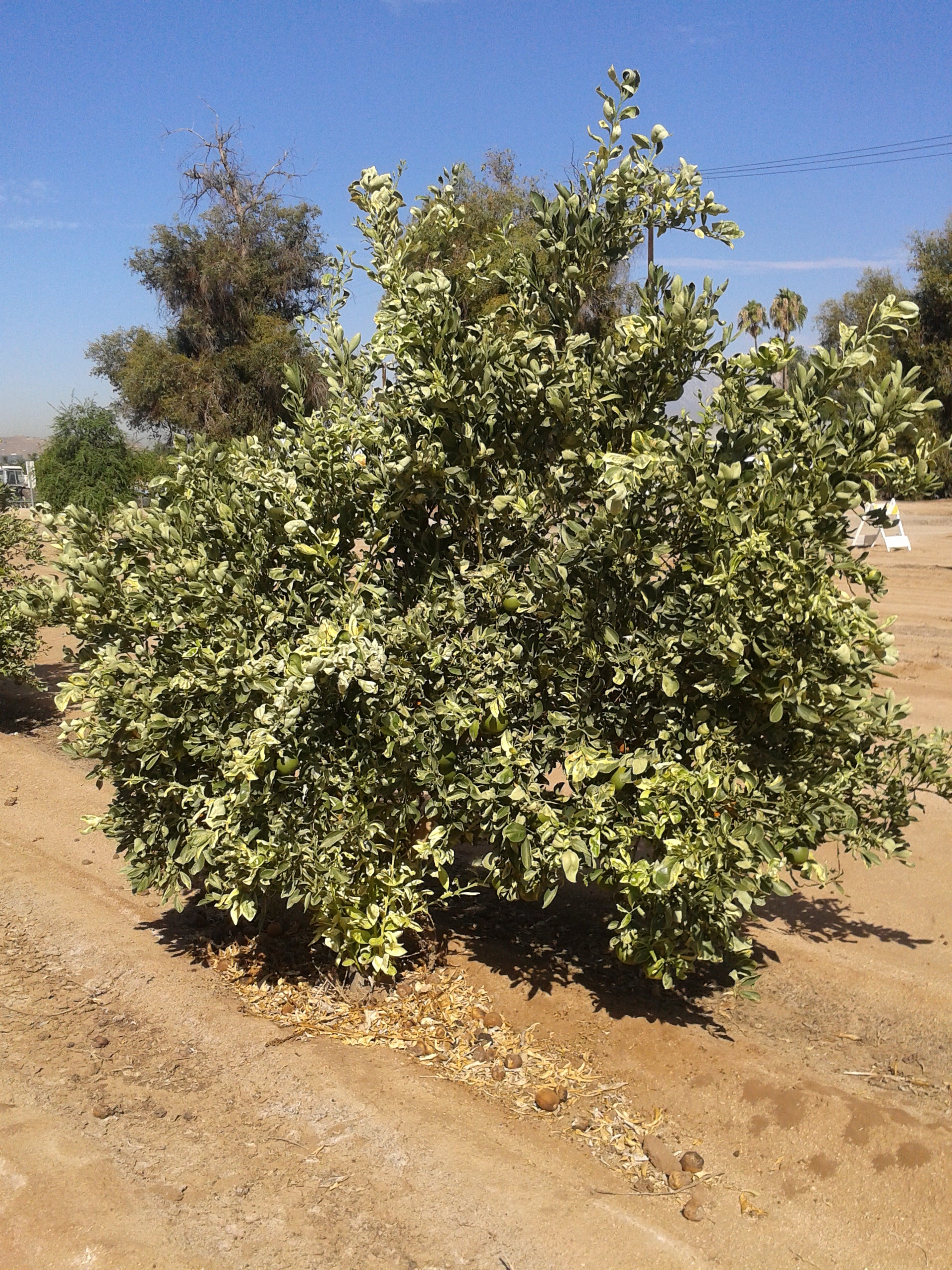 variegated_cara_cara_ 12D 6yo_c35_riv_12d 004