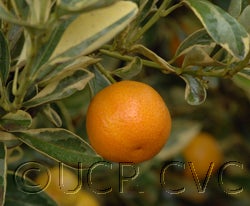 Variegated Calamondin 008_000.jpg
