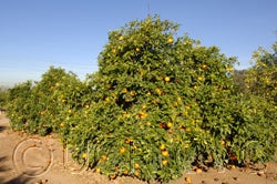 Variegated sour orange cvc01_000.jpg