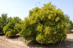 Variegated Valencia orange 002_000.jpg