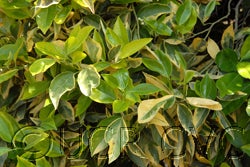 Variegated Valencia orange 004_000.jpg