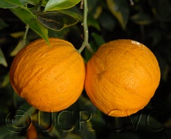 Variegated Valencia orange 005_000.jpg