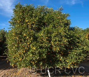 Verna sweet orange crc3807001.jpg