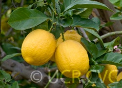 Villafranca lemon (CRC 280) crc280005.jpg