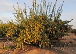 Volkamer lemon cvc005.jpg