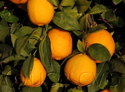 Volkamer lemon cvc006.jpg