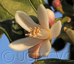 Volkamer lemon cvc013.jpg