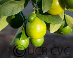 Warren limequat cvc3069002.jpg