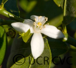 Warren limequat cvc3069003.jpg