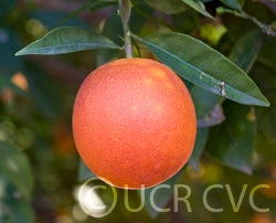 Washington Sanguine blood orange crc3977007.jpg