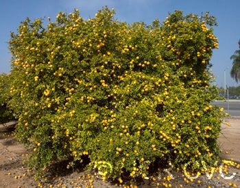 Webber-Fawcett #22 trifoliate crc2552001.jpg