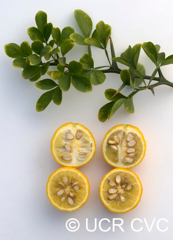 Webber-Fawcett #22 trifoliate crc2552006.jpg