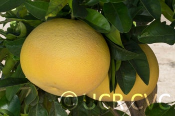 Webber Shaddock crc4233003.jpg