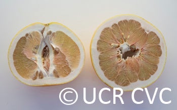 Webber Shaddock crc4233004.jpg