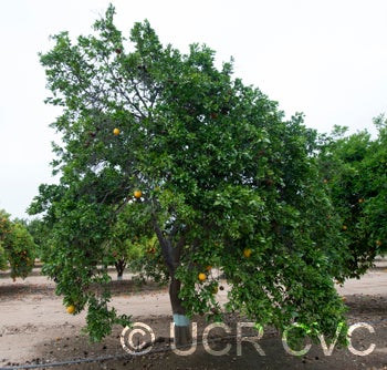 Webber tangelo crc2746001.jpg