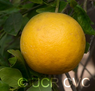 Webber tangelo crc2746003.jpg