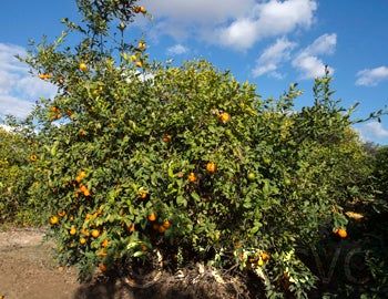 Weirick acidless Rangpur lime crc1684002.jpg