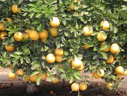 Wekiwa tangelo 5.jpg