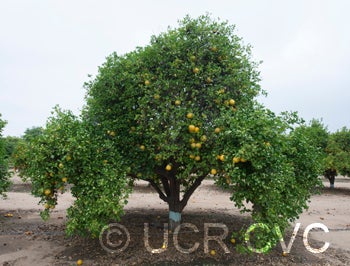 Wekiwa tangelo crc2012001.jpg