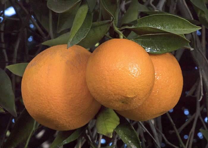 Wetumpka sweet orange crc2550005.jpg