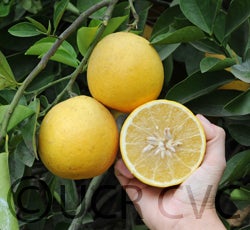 Wheeny grapefruit cvc003.jpg