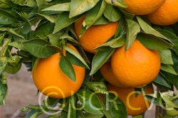 Whitley navel orange crc4195001.jpg