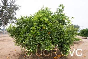 Willial tangelo crc4147002.jpg