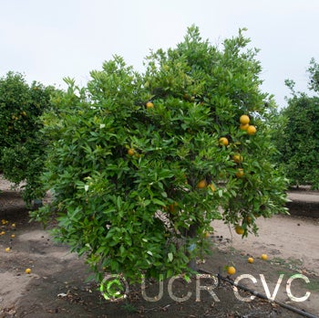 Williams tangelo crc2787001.jpg