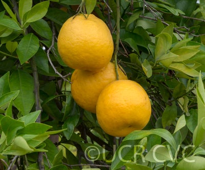 Williams tangelo crc2787003.jpg