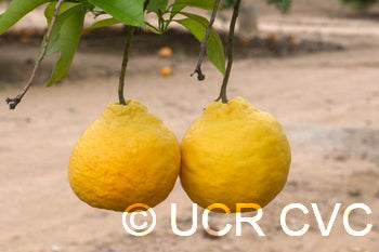 Williams tangelo crc2787004.jpg