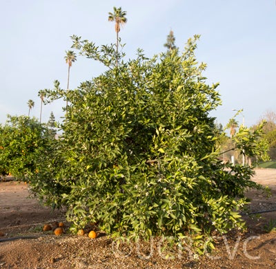 Wincia tangor crc4148004.jpg