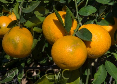 Wincia tangor crc4148006.jpg