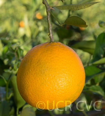 Wincia tangor crc4148007.jpg