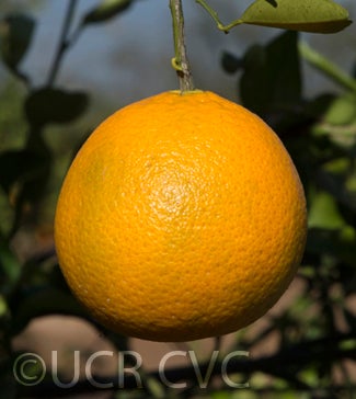 Wincia tangor crc4148009.jpg