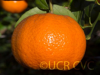 W. Murcott Afourer crc3953004.jpg