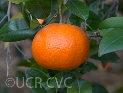 W. Murcott Afourer crc3953005.jpg