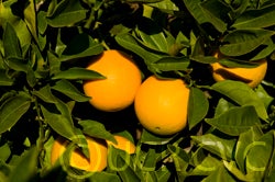 Workman navel orange crc3320001.jpg